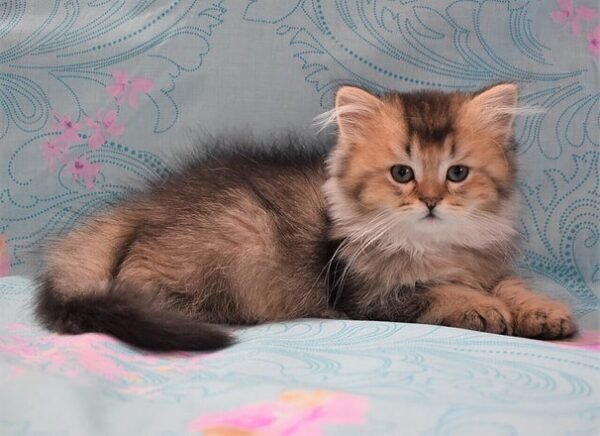 Eddi Scottish straight longhair male kitten - Image 5