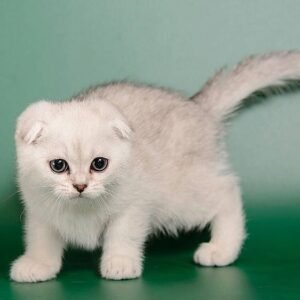 Donatello purebred Scottish fold silver chinchilla male