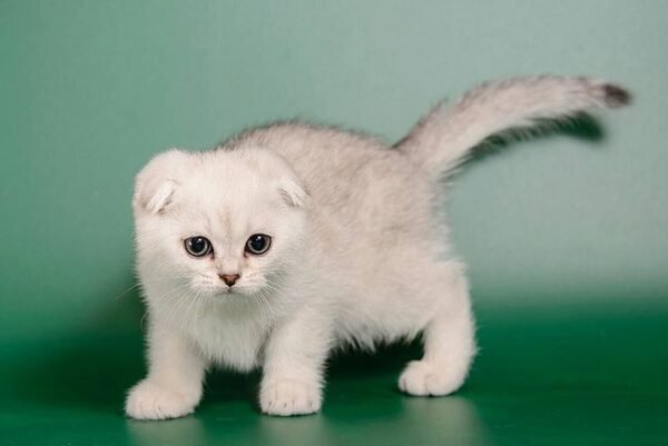 Donatello purebred Scottish fold silver chinchilla male