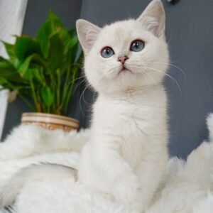 Grace Scottish straight shorthair female kitten