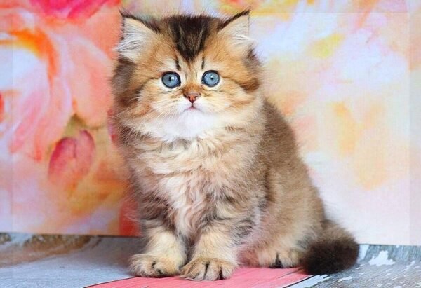 Adriana purebred British longhair female kitten - Image 6