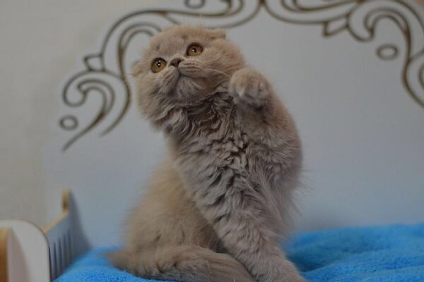 Soffi Scottish fold (highland) longhair female kitten in a lilac color - Image 2