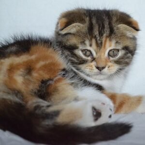Malvina Scottish fold shorthair female kitten