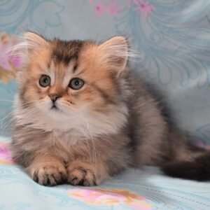 Eddi Scottish straight longhair male kitten