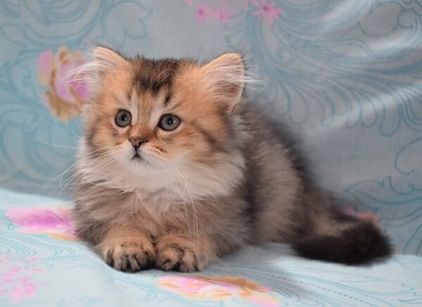 Eddi Scottish straight longhair male kitten