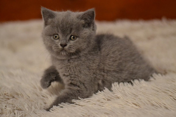 Elfina purebred Scottish straight in a blue color - Image 2