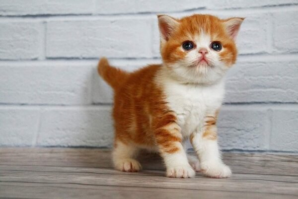 Fasolka Scottish straight shorthair male kitten - Image 2