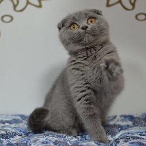 Kiki purebred Scottish fold kitten in a blue color