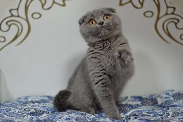 Kiki purebred Scottish fold kitten in a blue color