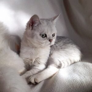 Krid purebred Scottish fold kitten in a chinchilla color