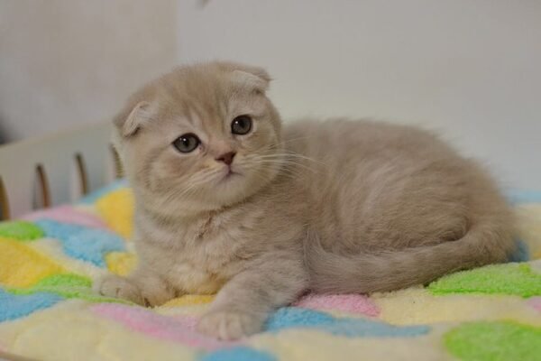 Spirit purebred Scottish fold in a lilac tabby color - Image 4