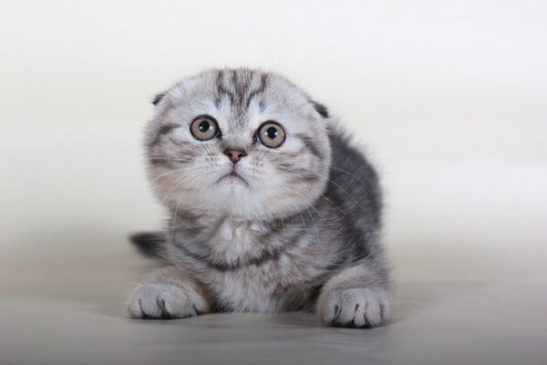 Alaina black marble color Scottish fold female kitten - Image 3