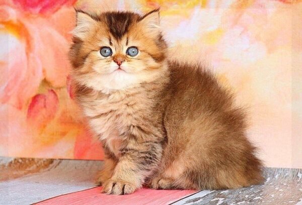 Adriana purebred British longhair female kitten - Image 5