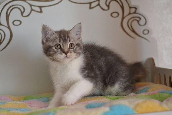 Angel super cute Scottish fold shorthair male kitten - Image 2