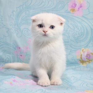 Fill Scottish fold shorthair male kitten