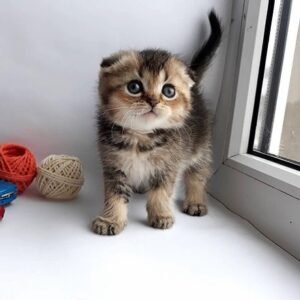 Lionel Scottish fold shorthair male kitten