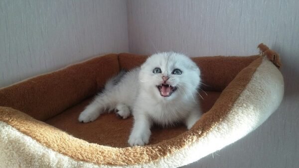 Camrad Scottish fold shorthair male kitten - Image 2
