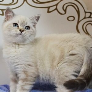 Tiana Scottish straight female kitten
