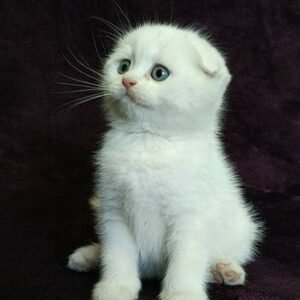 Romio purebred Scottish fold in a white color