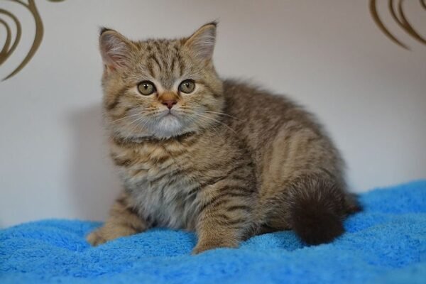 Boo purebred Scottish fold shorthair kitten - Image 4
