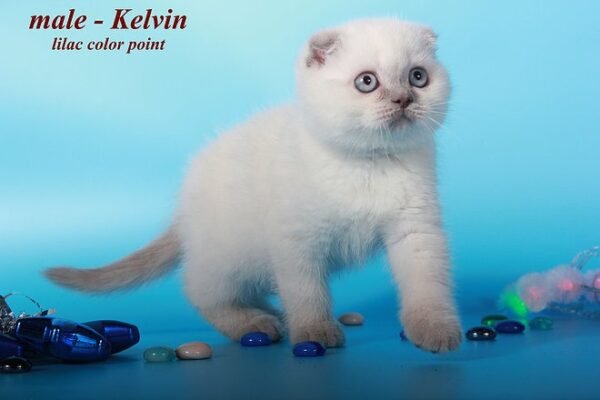 Kelvin purebred Scottish fold lilac color point - Image 4