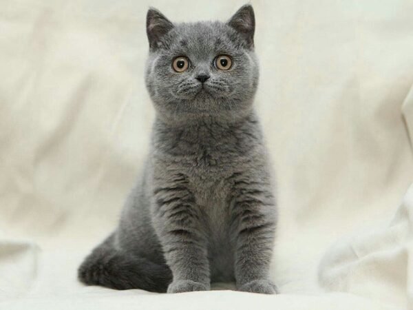 Tonya purebred British shorthair female kitten - Image 2