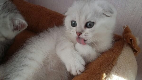 Camrad Scottish fold shorthair male kitten - Image 3