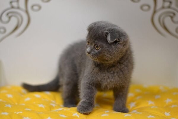 John Scottish fold shorthair male kitten - Image 2