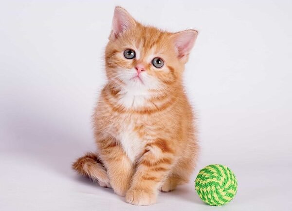 Merlin McLean Scottish straight shorthair male kitten - Image 2