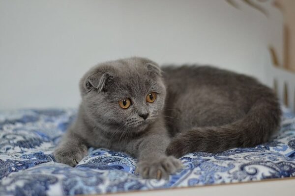 Kiki purebred Scottish fold kitten in a blue color - Image 4