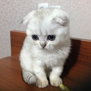 Jenona Scottish fold female kitten