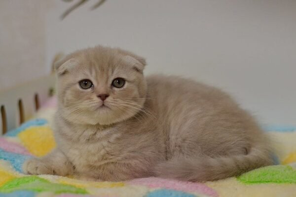Spirit purebred Scottish fold in a lilac tabby color - Image 3