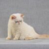 Umka creamy links color point Exotic shorthair kitten - Image 2