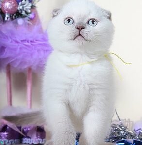 Kantik purebred Scottish fold lilac color point