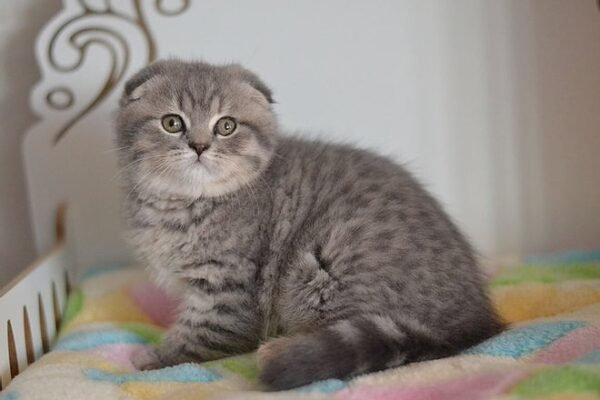 Rusik purebred Scottish fold kitten - Image 2
