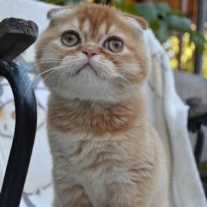 Charlie purebred red ticking color Scottish fold kitten