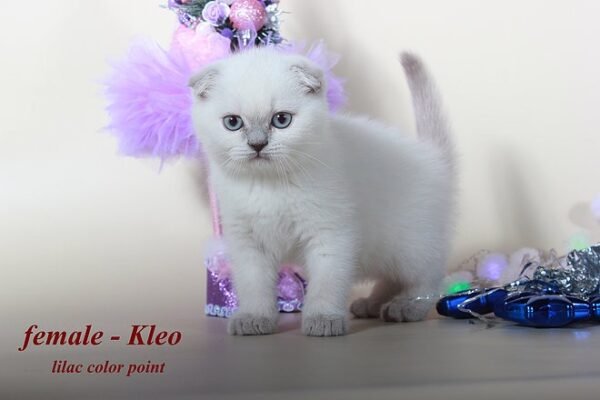 Kleo purebred Scottish fold lilac color point - Image 3