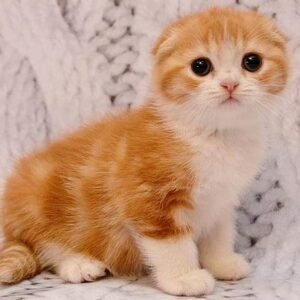 Chaplin purebred Scottish fold in a red with white color