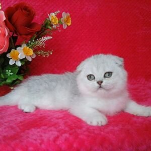 Alisa chinchilla color Scottish fold female kitten