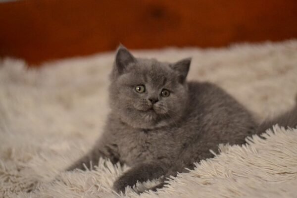 Elfina purebred Scottish straight in a blue color - Image 3