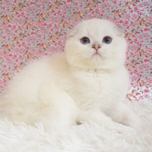 Kai Scottish fold male kitten