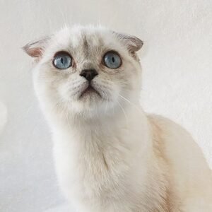 Djuliya Scottish fold female kitten
