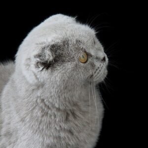 Pepper Scottish fold shorthair male kitten