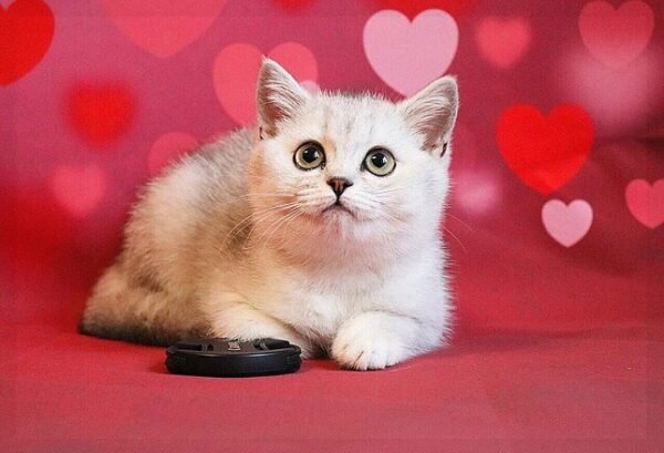 Aurora purebred British shorthair female kitten - Image 4
