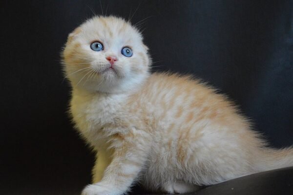 Kosmo Scottish fold male kitten - Image 2