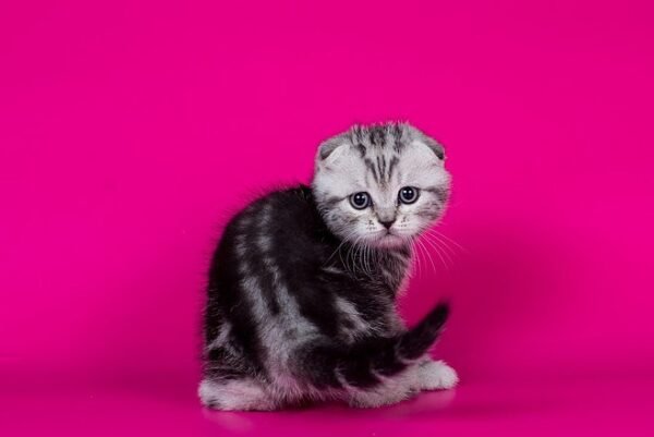 Osman Scottish fold male kitten - Image 2