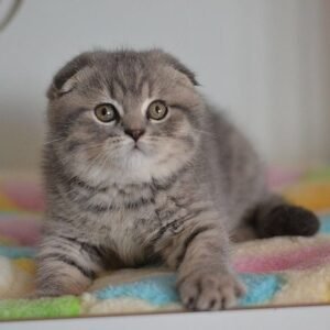 Rusik purebred Scottish fold kitten