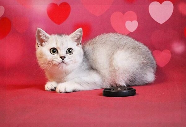 Aurora purebred British shorthair female kitten - Image 6