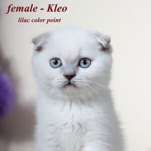 Kleo purebred Scottish fold lilac color point