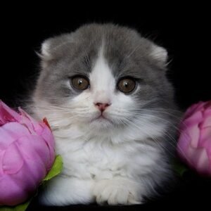 Bazil Scottish fold longhair male kitten